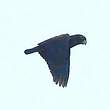 Pione noire