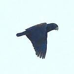 Pione noire