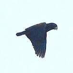 Pione noire