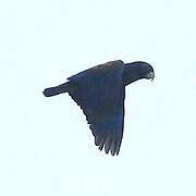 Pione noire