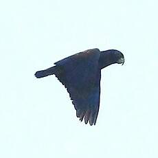 Pione noire