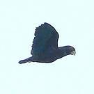 Pione noire