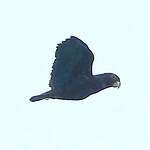 Pione noire