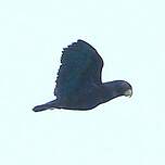 Pione noire