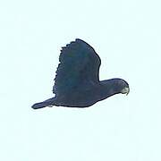 Pione noire
