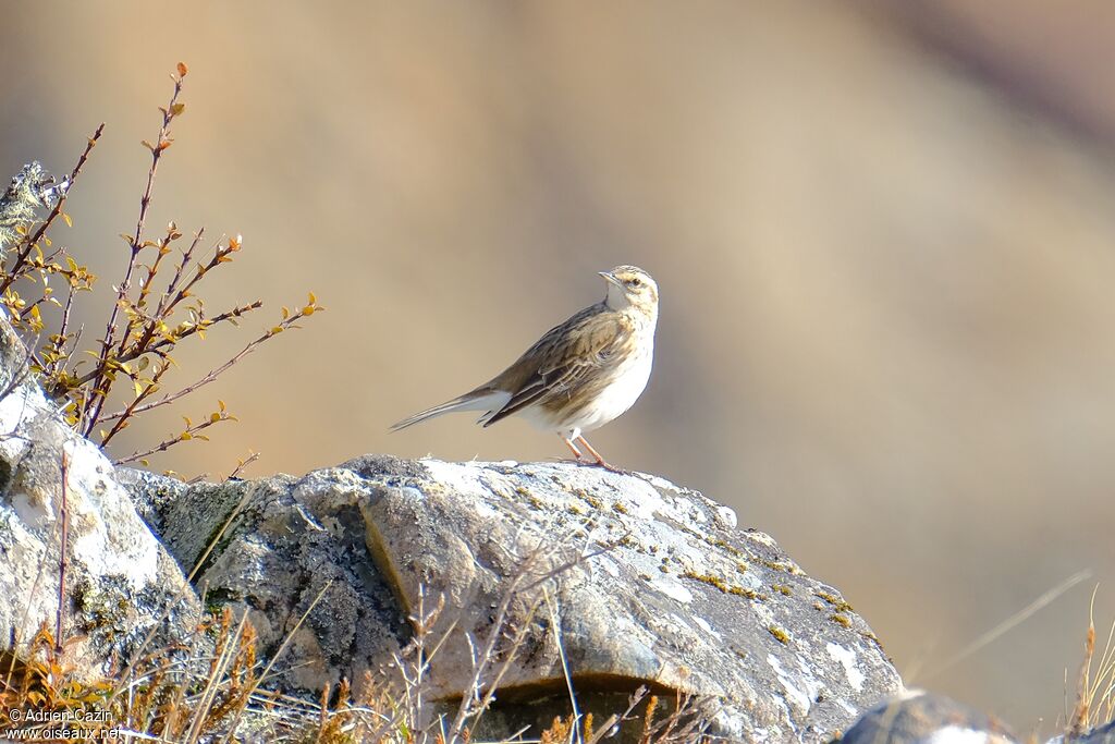 Pipit australadulte