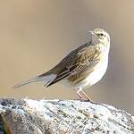 Pipit austral