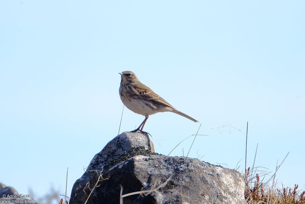 Pipit australadulte