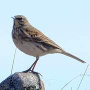 New Zealand Pipit