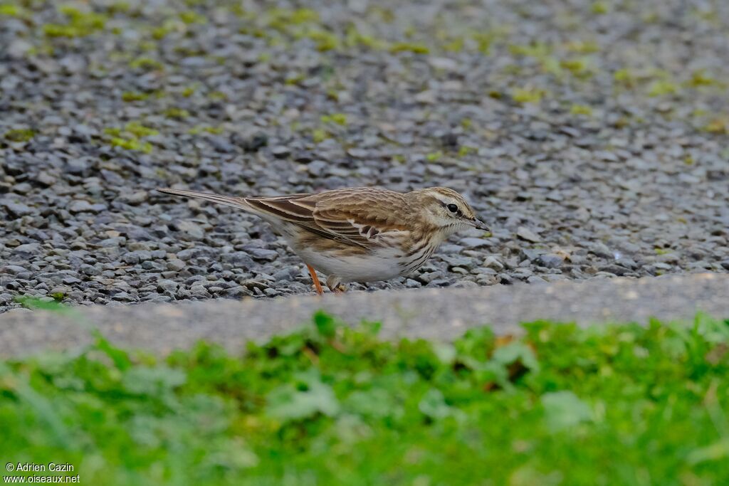 Pipit australadulte