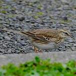 Pipit austral