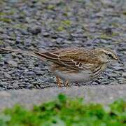 New Zealand Pipit