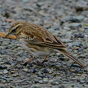 New Zealand Pipit