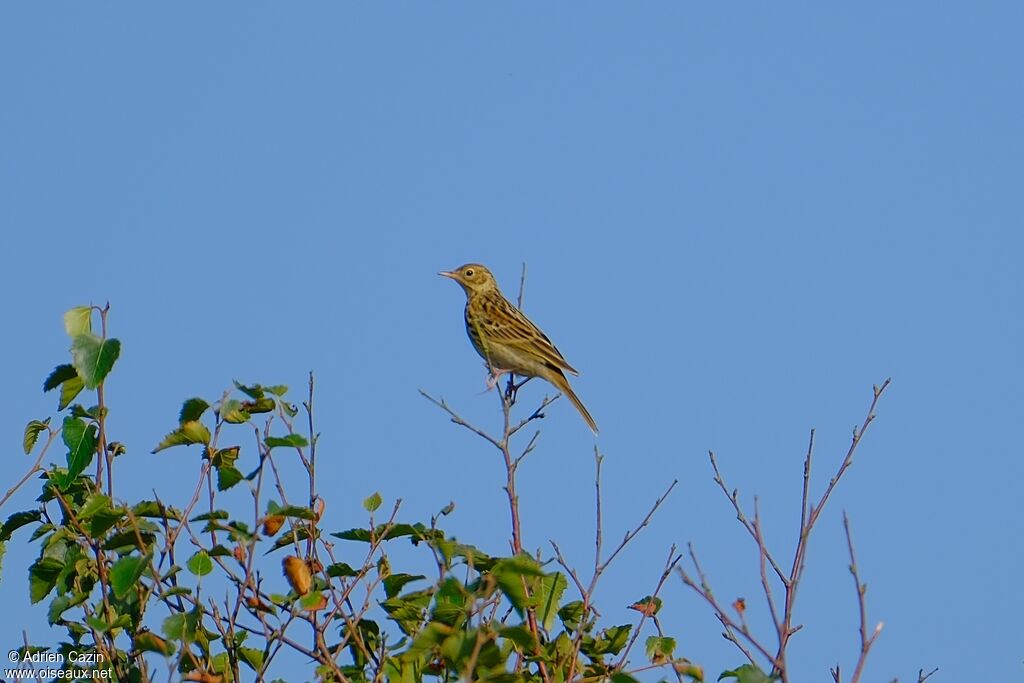 Pipit des arbresadulte
