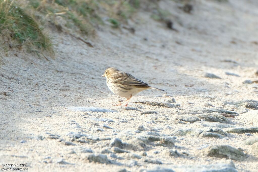 Pipit farlouse