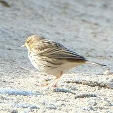 Pipit farlouse