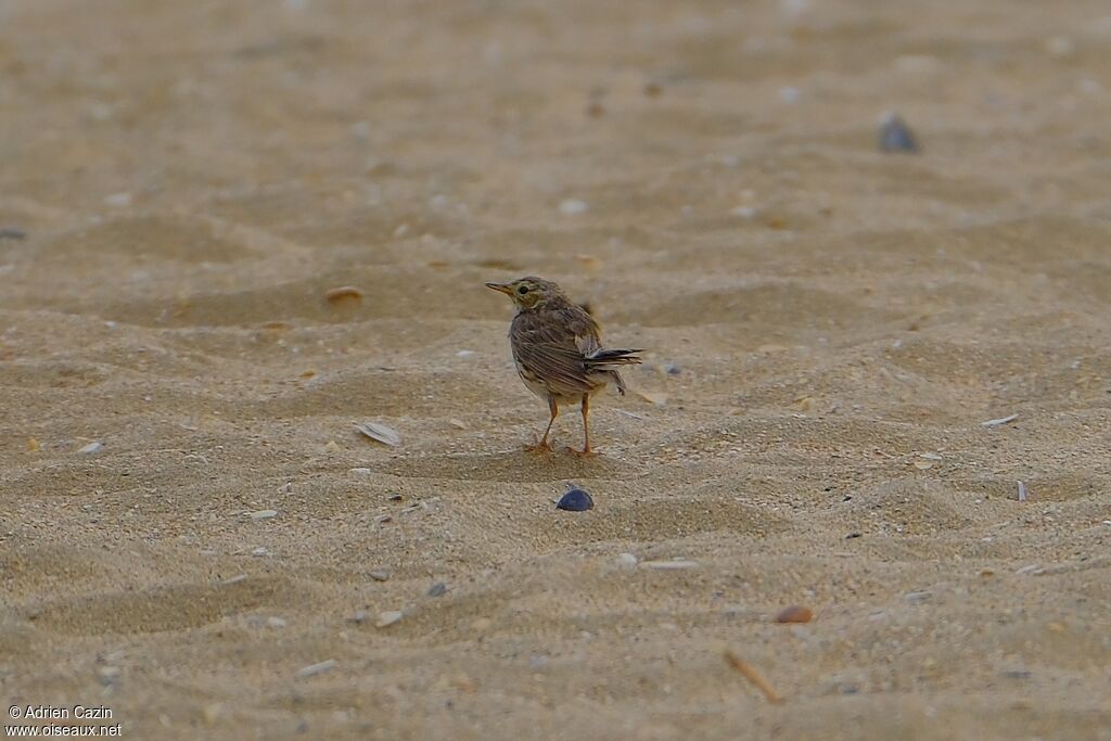 Meadow Pipit