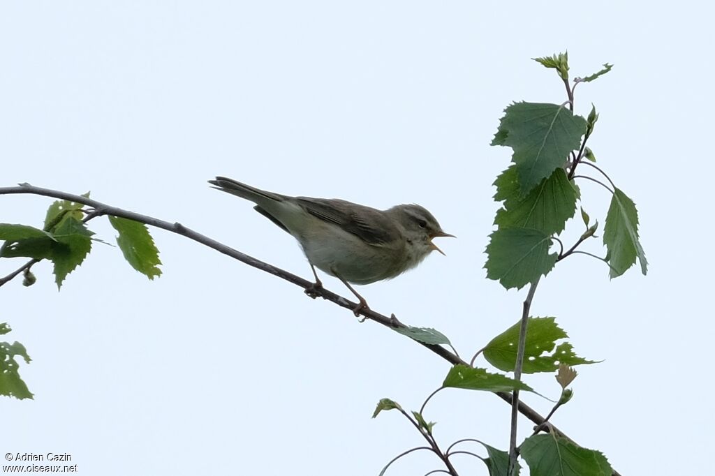 Willow Warbler