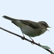 Willow Warbler