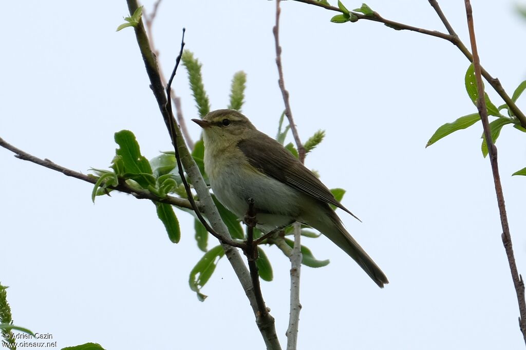 Willow Warbler