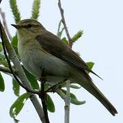 Willow Warbler