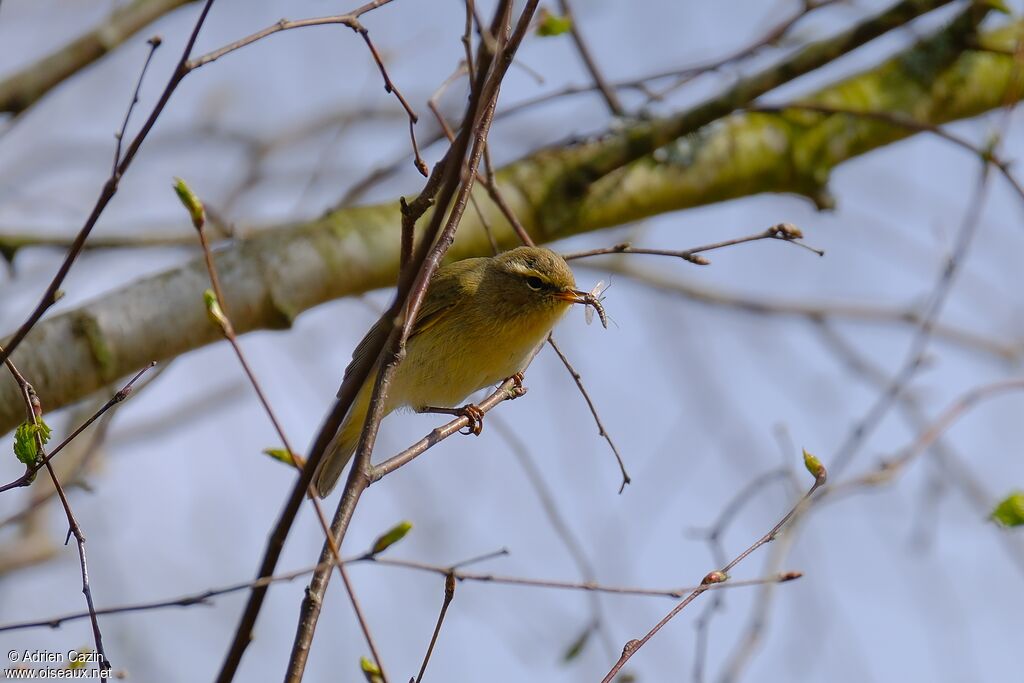 Willow Warblerjuvenile, eats
