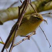 Willow Warbler