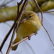 Willow Warbler