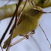 Willow Warbler