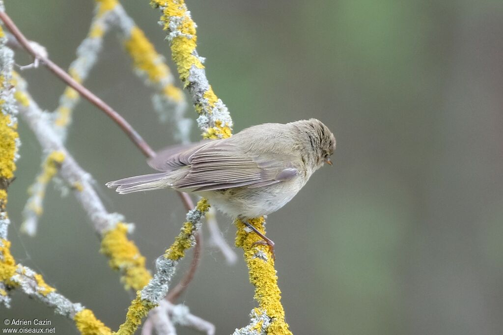 Common Chiffchaff