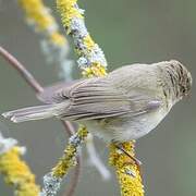 Common Chiffchaff