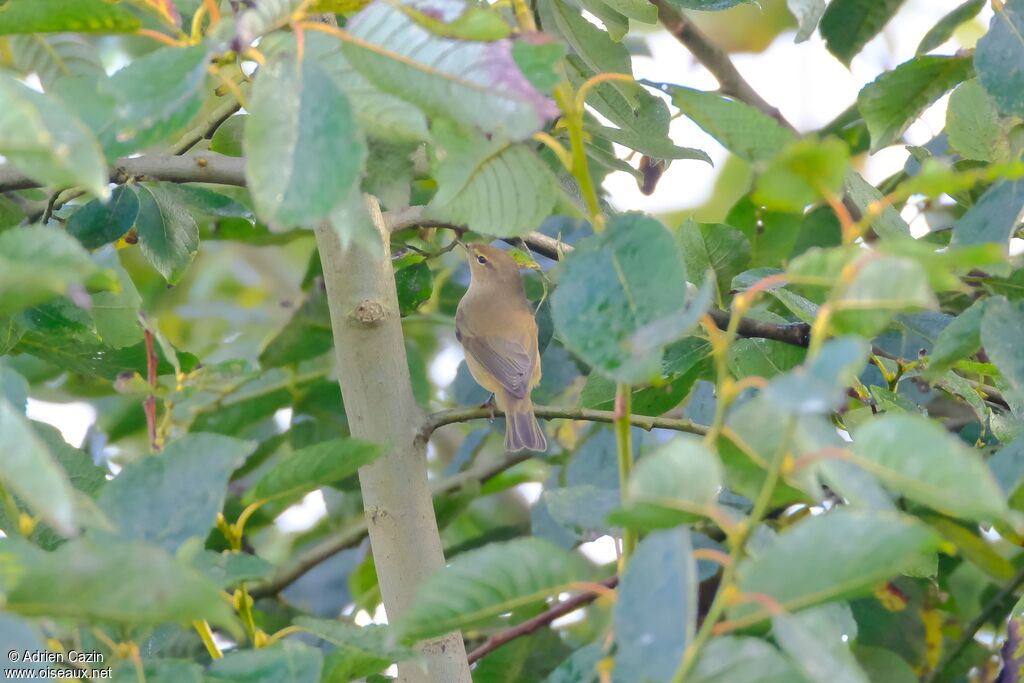 Common Chiffchaff