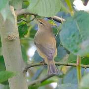 Common Chiffchaff