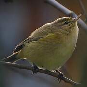 Common Chiffchaff
