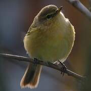 Common Chiffchaff