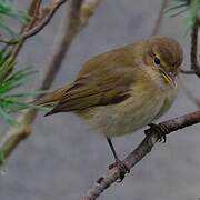 Common Chiffchaff