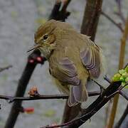 Common Chiffchaff