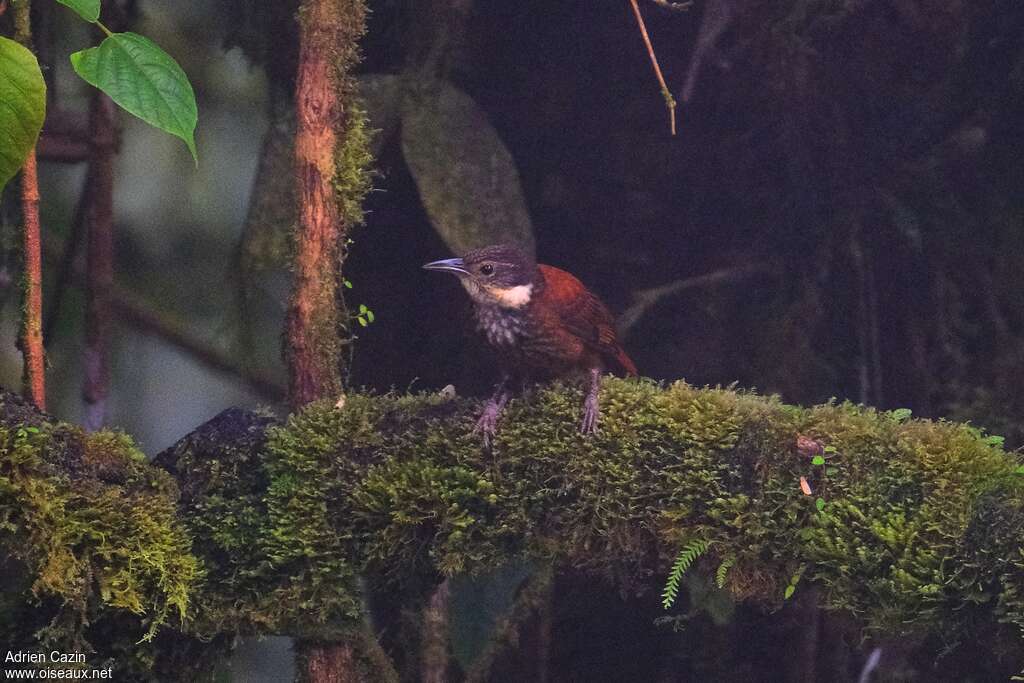 Pacific Tuftedcheek adult, identification