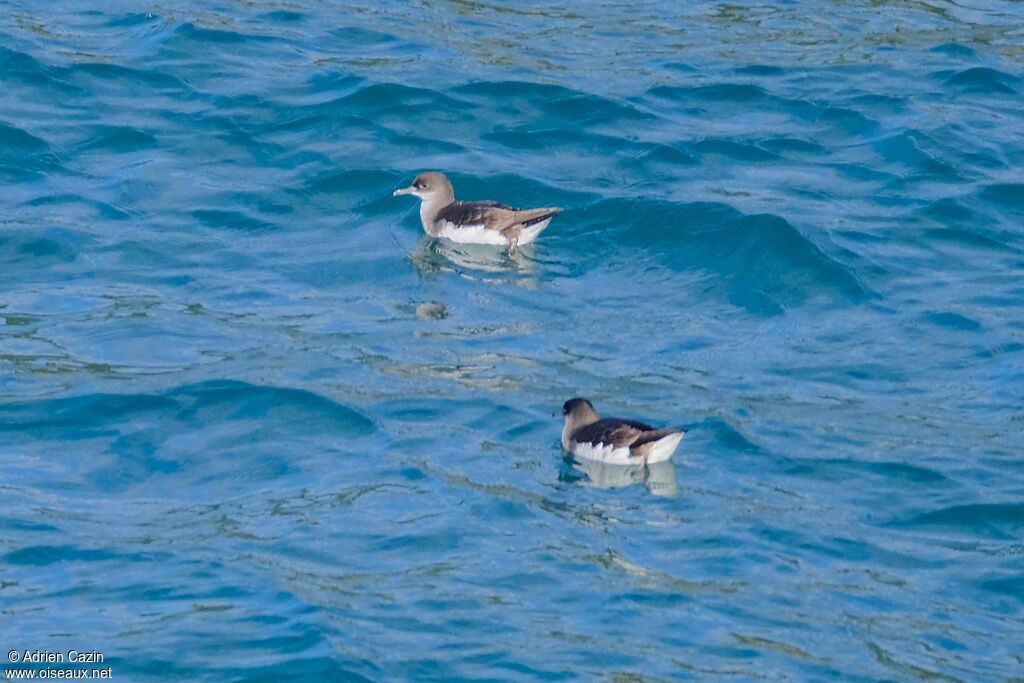 Puffin de Hutton, nage