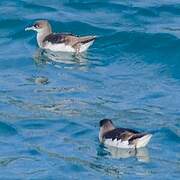 Hutton's Shearwater