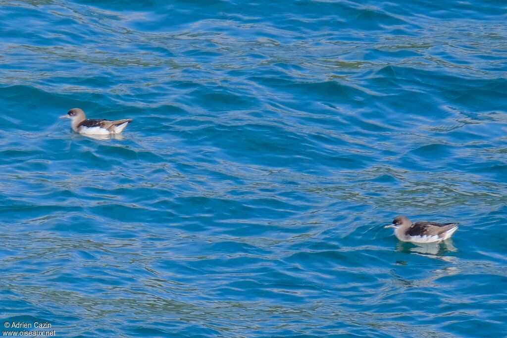 Hutton's Shearwater, swimming