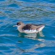 Hutton's Shearwater