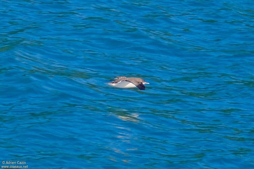 Puffin de Hutton, Vol