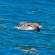 Hutton's Shearwater