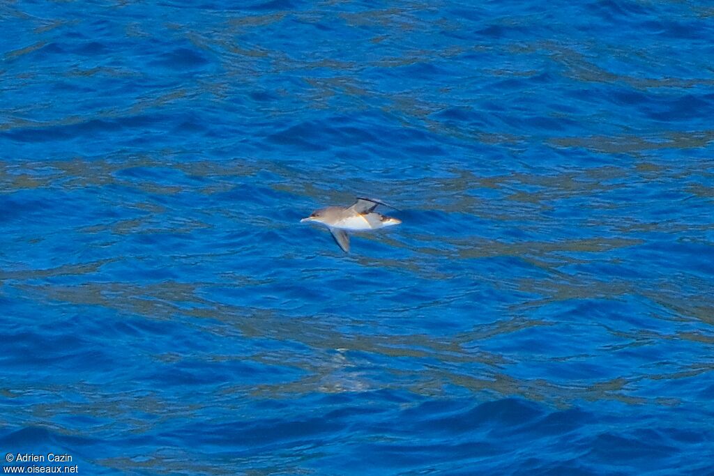 Hutton's Shearwater, Flight