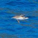 Puffin de Hutton