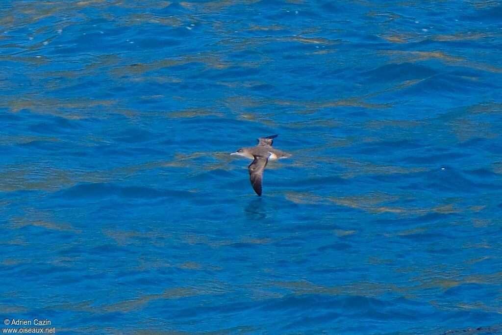 Hutton's Shearwater, Flight