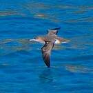 Puffin de Hutton