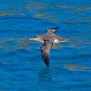 Hutton's Shearwater