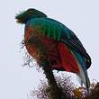 Quetzal antisien
